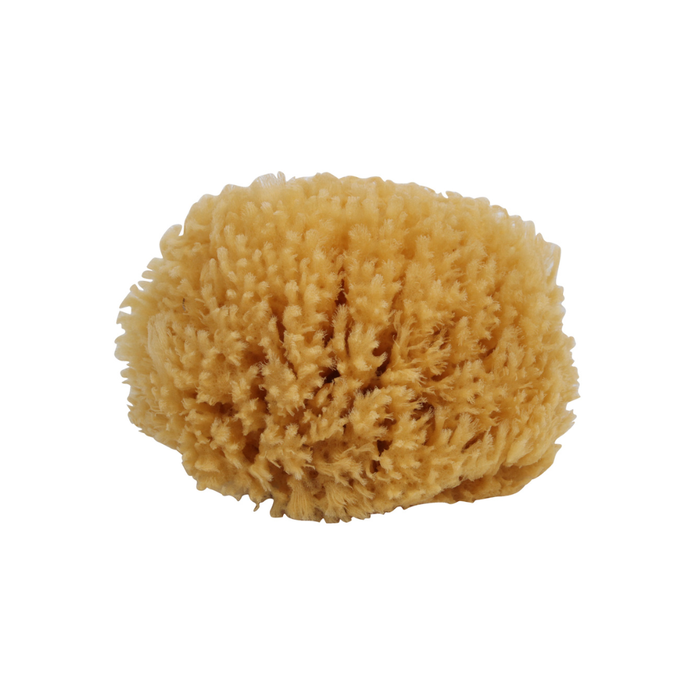 Baðsvampur / Bath Sponge